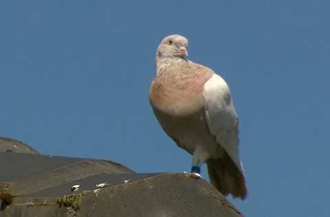 "Australia plans to kill Joe, a racing pigeon that crossed the Pacific Ocean from the US, over quarantine concerns"